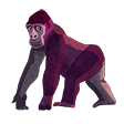Ape