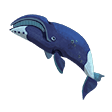 Bowhead Whale