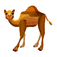 Camel