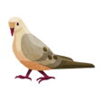Dove