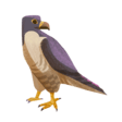 Falcon