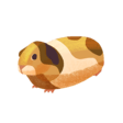 Guinea Pig