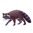 Raccoon