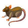 Rat
